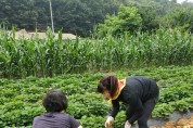 시흥, 텃밭 농산물 재배로 이웃 사랑 전달